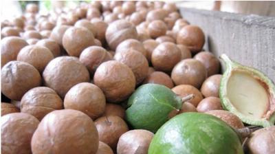 Hạt macca sấy khô Tây Nguyên