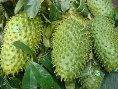 Mãng cầu xiêm miền Tây